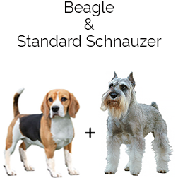 Schneagle Dog